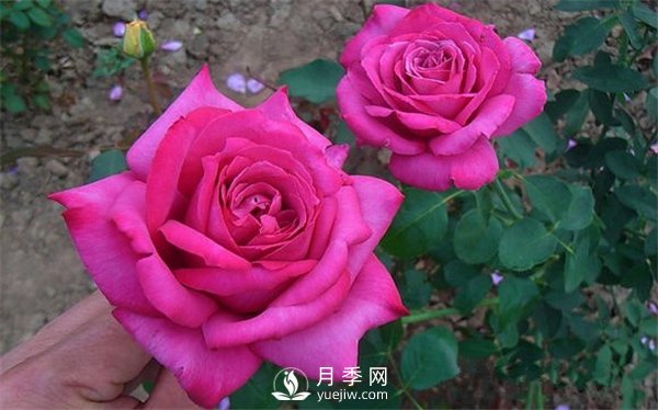 月季養成法：月季花怎么養，怎么從小苗養大開(kāi)花(圖1)