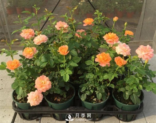 家庭盆栽月季花如何過(guò)冬？(圖1)