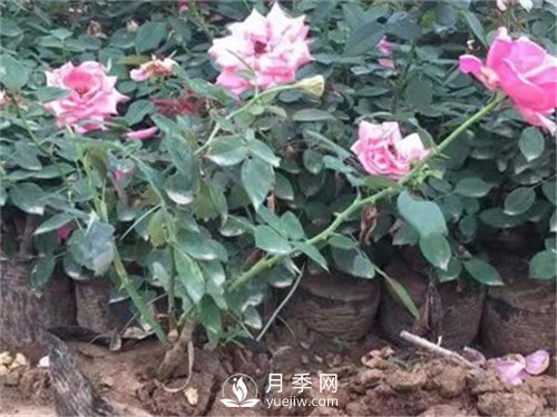 盆栽小月季花如何養殖(圖1)