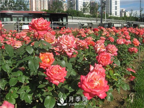 盆栽小月季花如何養殖(圖3)