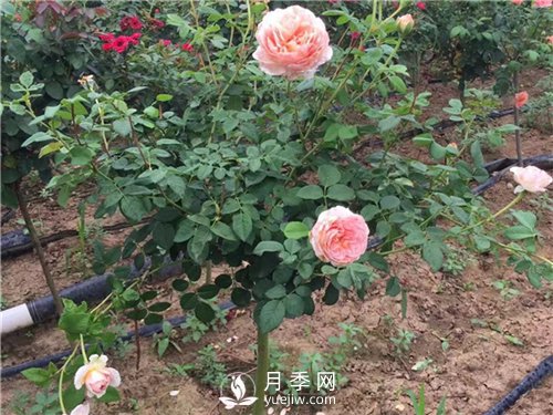 盆栽小月季花如何養殖(圖2)