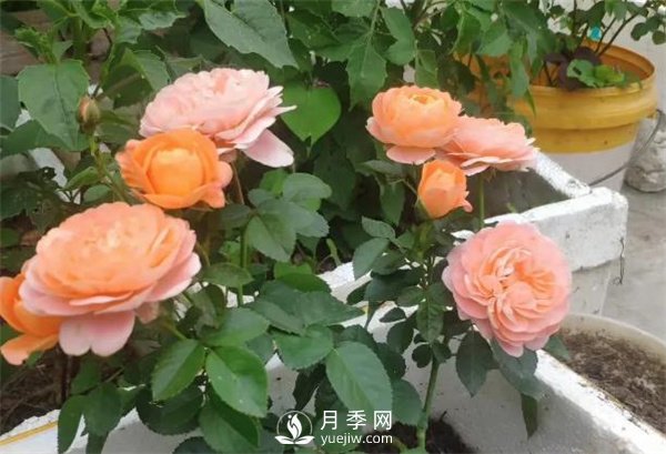 地栽的月季苗，想移栽到盆里，那么該怎么辦(圖1)