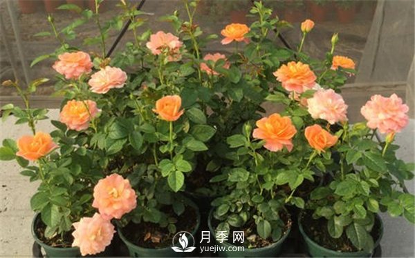 栽種南陽(yáng)月季花苗選用哪種土更合適？(圖1)