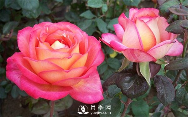 多種修剪南陽(yáng)月季花的方法你知道嗎？(圖1)