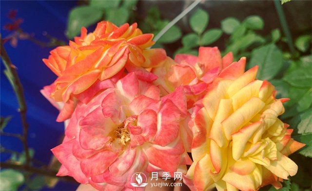 月季為什么會(huì )變色？(圖1)