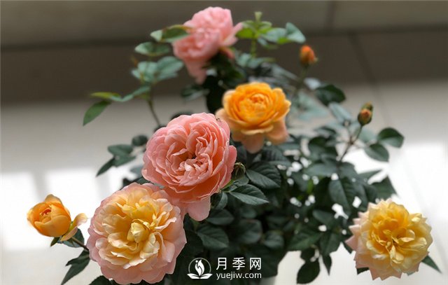 月季為什么會(huì )變色？(圖2)