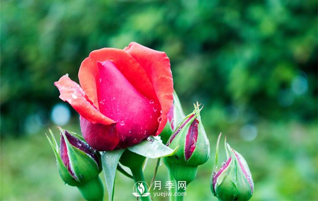 誰(shuí)說(shuō)沒(méi)院子不能養月季花？(圖1)