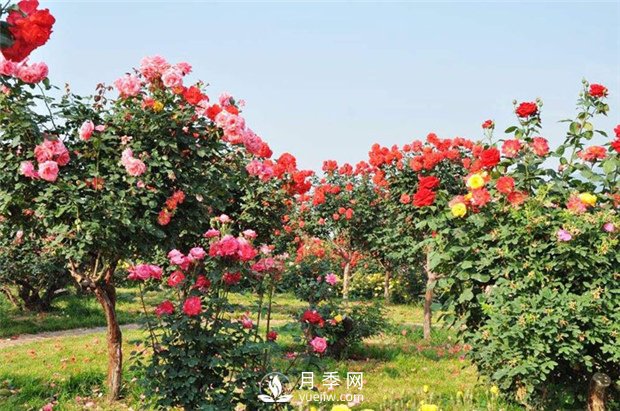 月季網(wǎng)告訴你影響樹(shù)狀月季嫁接成活的要素有哪些？(圖1)