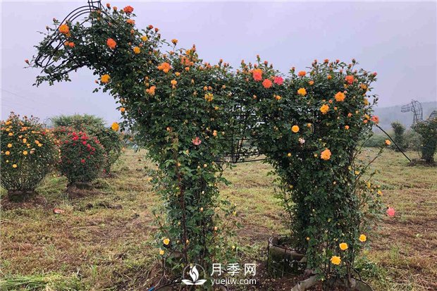 月季如何培養？月季網(wǎng)來(lái)教你(圖1)