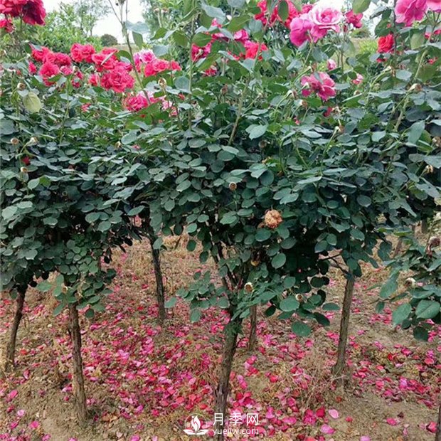 樹(shù)狀月季修剪有哪些作用？月季網(wǎng)告訴你(圖1)