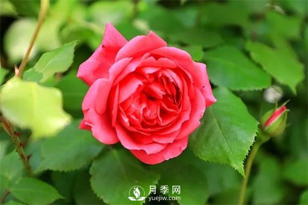 月季網(wǎng)告訴你如何挑選食用玫瑰？(圖1)