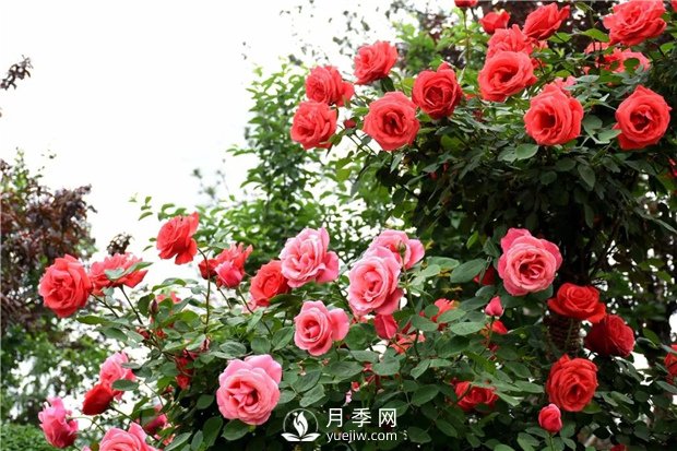 月季開(kāi)花條件有哪些？(圖1)