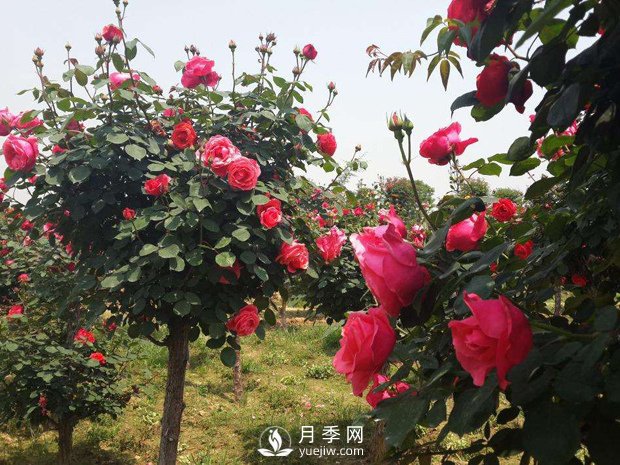 培養南陽(yáng)樹(shù)狀月季要注意哪些事項？(圖1)