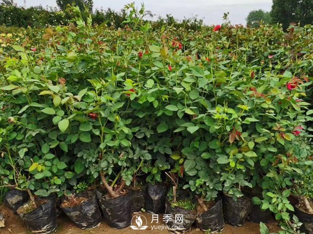 養好盆花月季的方法 南陽(yáng)月季樹(shù)修剪方法(圖1)