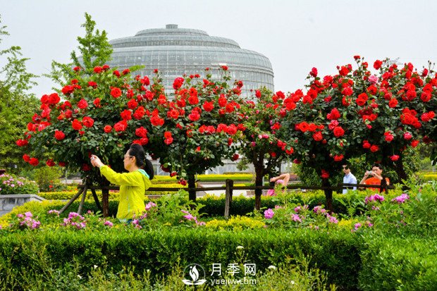 南陽(yáng)樹(shù)狀月季的優(yōu)勢有哪些 月季施肥注意事項有哪些(圖1)