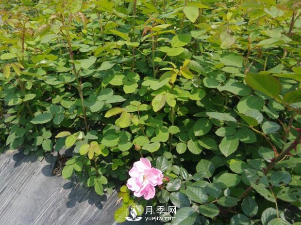 快速培育南陽(yáng)樹(shù)狀月季如何做，冬季管理月季怎么做(圖1)