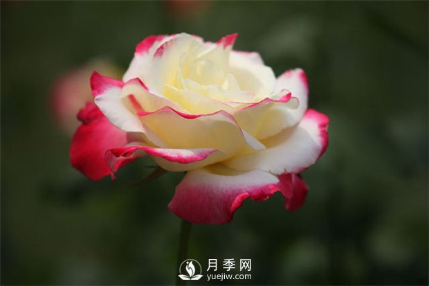 南陽(yáng)樹(shù)狀月季培育介紹，南陽(yáng)月季樹(shù)修剪注意事項(圖1)
