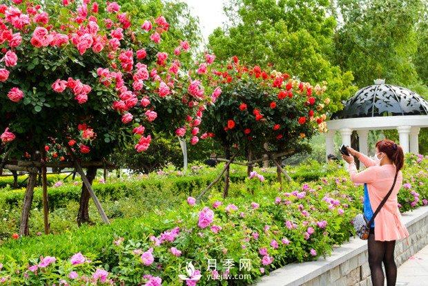 目前綠化苗木市場(chǎng)需求的到底是哪種花木？(圖1)