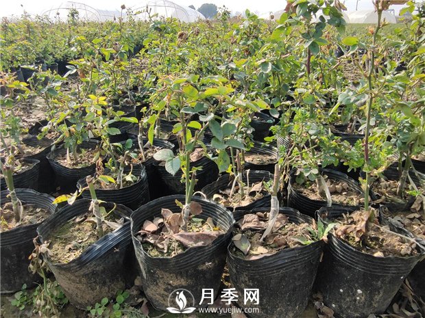 藤本月季的品種有那些？南陽(yáng)藤本月季價(jià)格？(圖3)