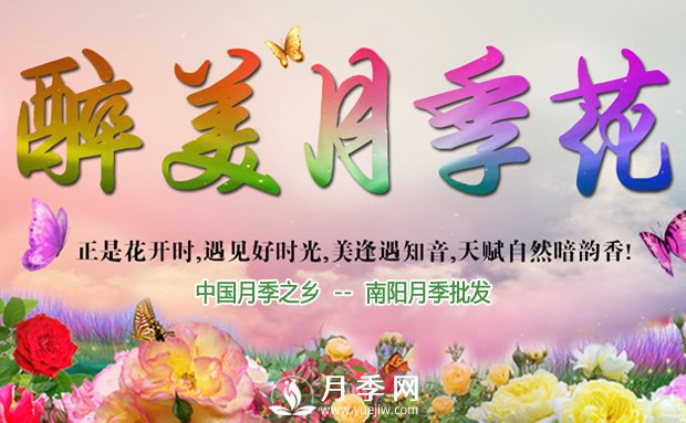 月季長(cháng)得好不好，做好澆水施肥扦插這三個(gè)竅門(mén)(圖1)