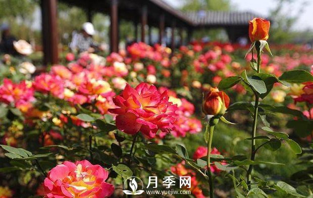 月季如何安全過(guò)冬 看這里(圖1)