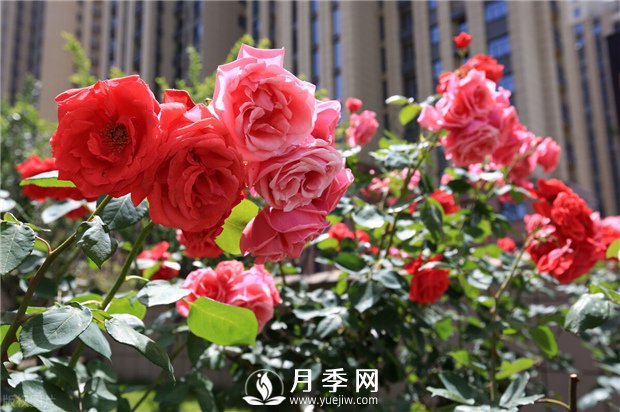 冬季月季花可以施肥嗎？(圖1)