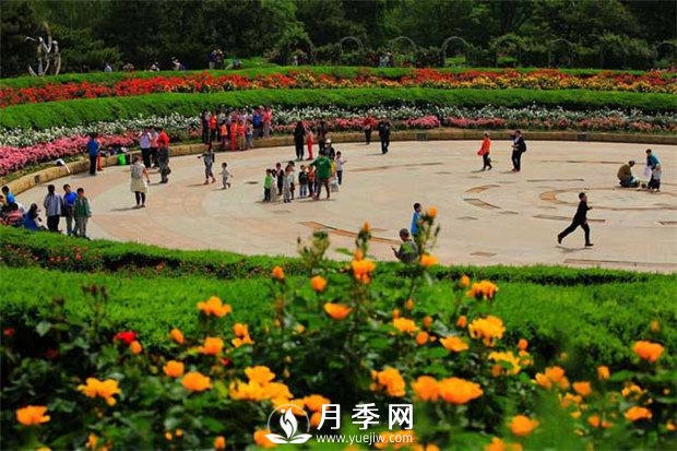沒(méi)有了月季花，再怎么美麗的城市，都只是一座空城(圖1)