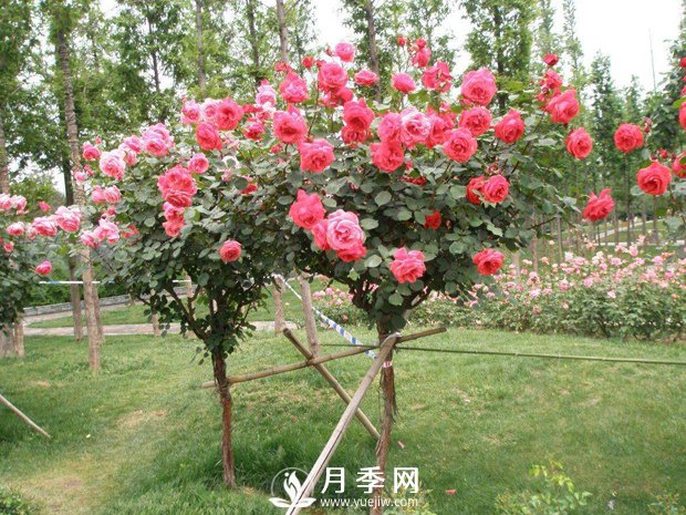 干貨！史上全面苗木嫁接方法總結(圖1)