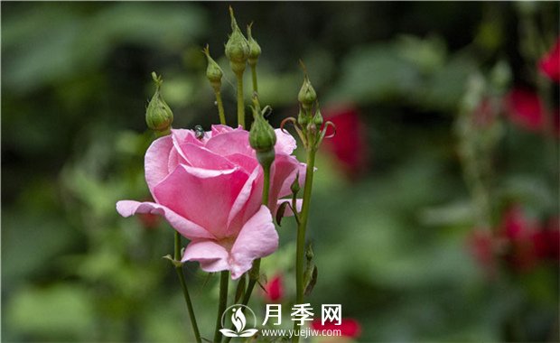 薔薇和月季如果想休眠？要如何管理？(圖1)