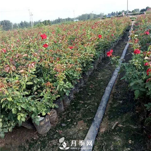 說(shuō)到月季的配土？你有什么好辦法(圖1)