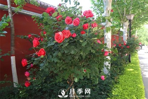 藤本月季長(cháng)得越大開(kāi)花越多嗎？(圖1)