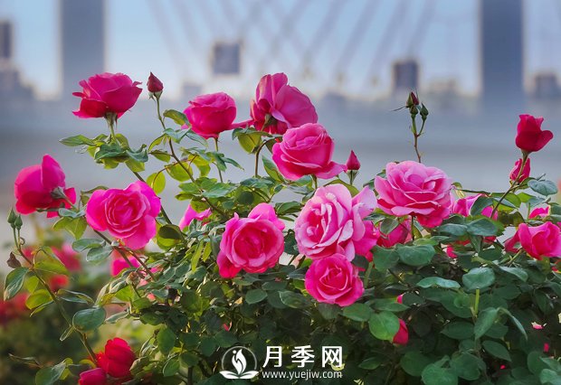 月季花樣艷麗，花形大氣美觀(guān)(圖1)