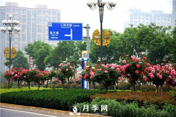 做個(gè)好苗木人，你不該犯的錯(圖1)