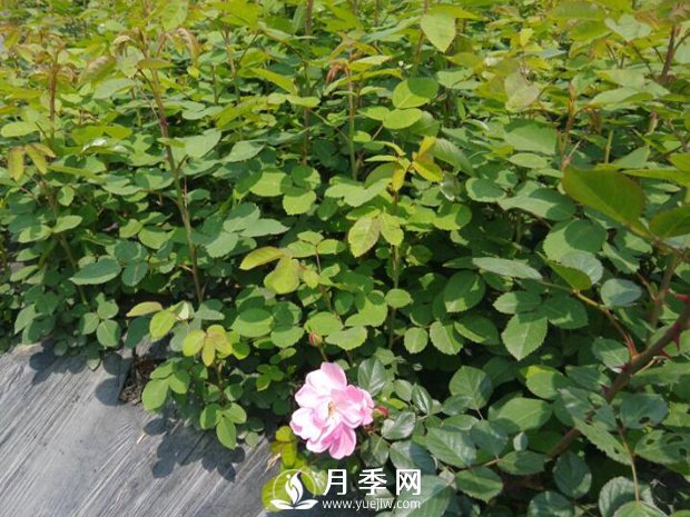 月季小苗在運輸的過(guò)程中很容易有損傷(圖1)