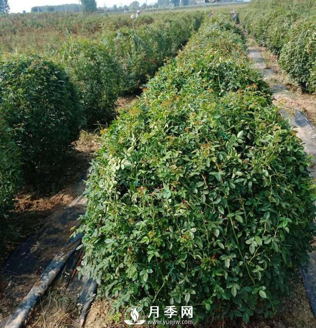 春天來(lái)了，采購造型月季花球的好時(shí)機(圖1)