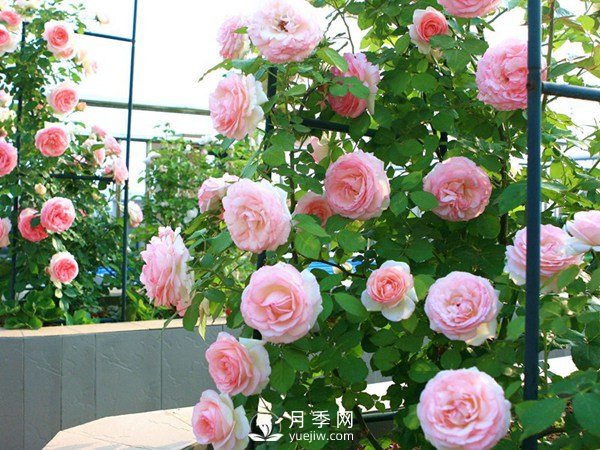 2021年6款超級受歡迎的藤本月季品種，美爆了(圖2)