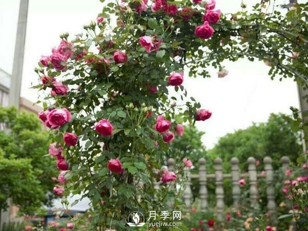 2021年6款超級受歡迎的藤本月季品種，美爆了(圖1)