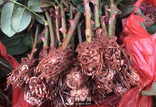 月季種植養護四大要點(diǎn)，讓你的月季花開(kāi)滿(mǎn)盆！(圖1)