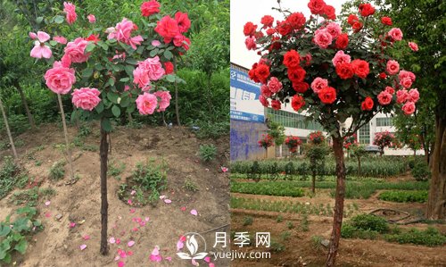 南陽(yáng)樹(shù)狀月季基地提醒，盡量別在網(wǎng)上購月季樹(shù)了(圖1)