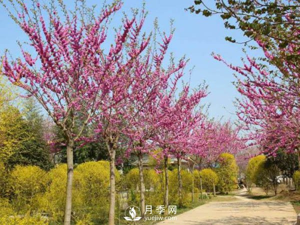 關(guān)于山茱萸無(wú)性繁殖你了解多少？(圖1)