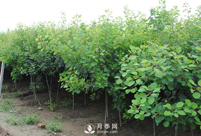 如何防治黃櫨白粉病病害？(圖1)