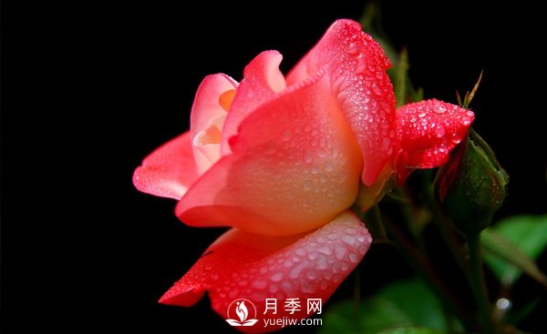 大花月季苗嫁接時(shí)注意事項哪些問(wèn)題？(圖1)