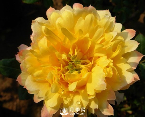 月季葉片發(fā)黃不止一個(gè)原因，不對癥處理后果很?chē)乐兀?圖1)