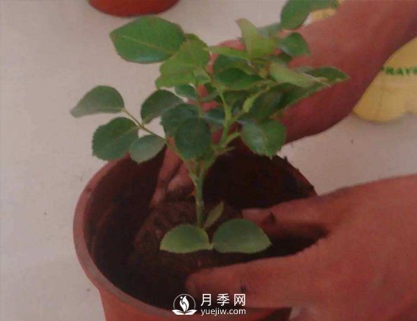 盆栽種植樹(shù)狀月季要怎樣選擇花盆和盆土？(圖1)