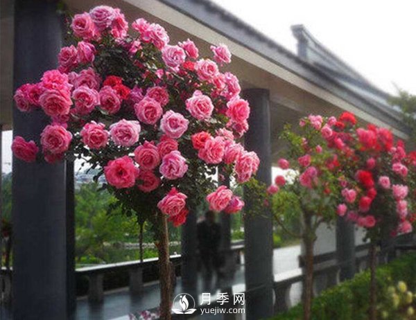 種植和管理樹(shù)狀月季中需要注意的幾點(diǎn)，你知道嗎？(圖1)