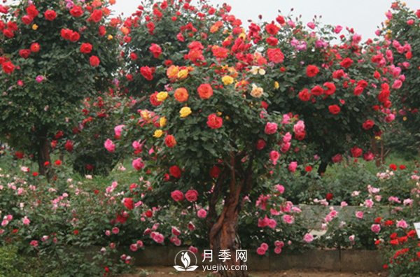 月季不同的季節養護需要不同的技巧？秋季該如何養殖(圖1)
