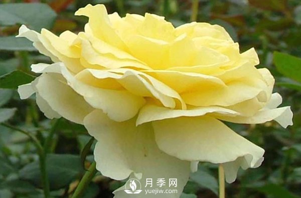 要想種好月季需要謹慎處理好哪些問(wèn)題？(圖1)
