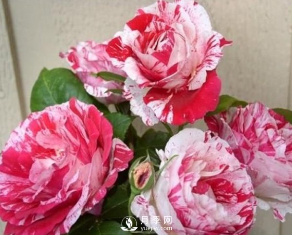 月季種植期的養護，和玫瑰的方法一樣嗎？(圖1)