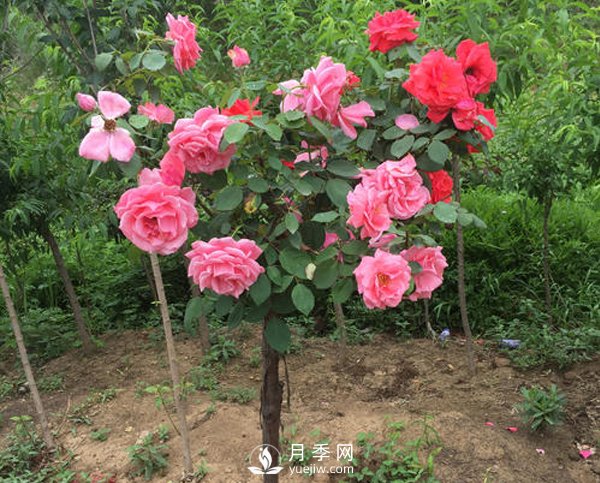 多色樹(shù)狀月季，在嫁接時(shí)候要注意的小細節(圖1)