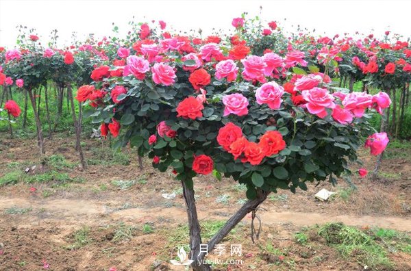 樹(shù)狀月季花都能有什么樹(shù)的樹(shù)樁可以來(lái)嫁接？(圖1)